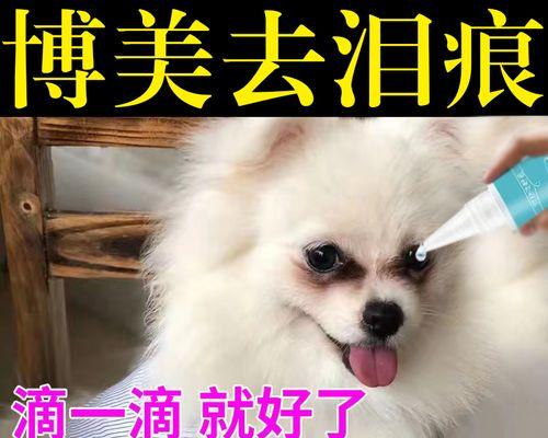 博美狗狗鼻塞怎么办？博美犬鼻塞治疗方法有哪些？