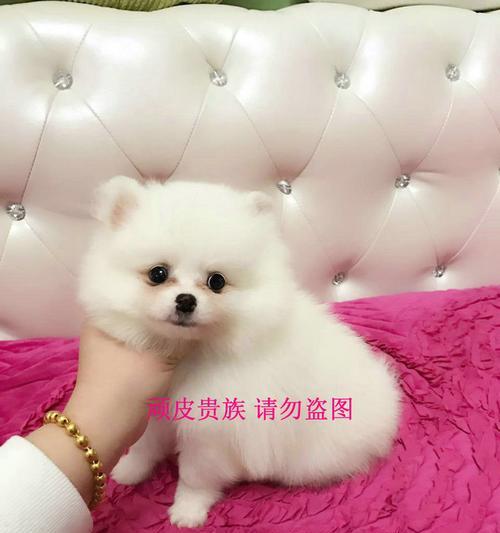 博美狗狗冬天的窝窝怎么布置？博美犬冬季保暖措施有哪些？