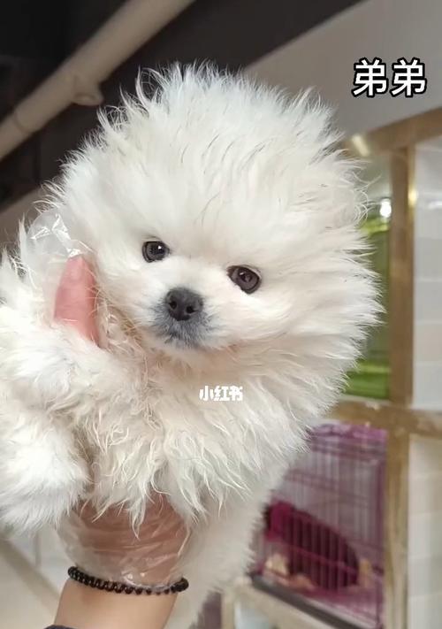 博美幼犬干咳呕吐怎么办？博美幼犬健康问题有哪些？