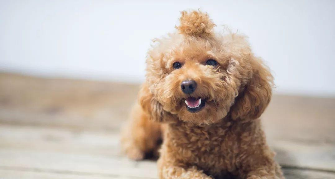 博美适合麦顿狗粮吗？博美犬狗粮推荐有哪些？