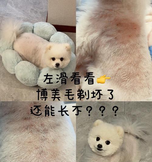 博美狗能剃光毛吗？博美犬剃毛注意事项有哪些？