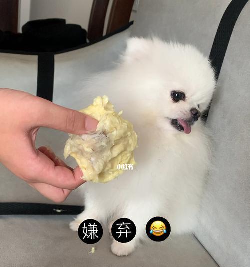 博美狗狗能吃榴莲吗？博美犬饮食禁忌有哪些？