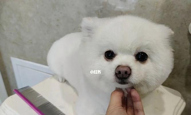 博美狗剪毛方法有哪些？博美犬剪毛技巧是什么？