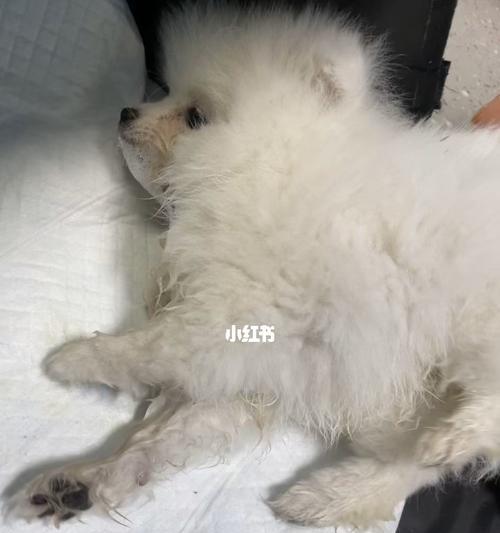 博美幼犬感冒拉稀怎么办？博美幼犬感冒拉稀解决方法有哪些？