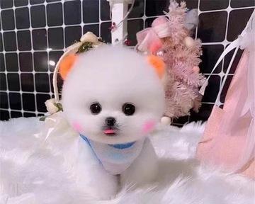 博美幼犬换毛了毛不立怎么办？博美幼犬换毛期护理要点是什么？