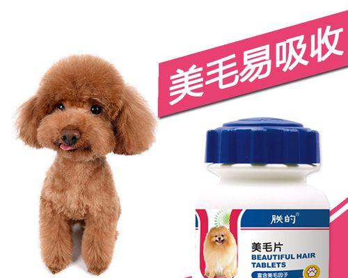 博美狗狗毛发发亮怎么办？博美犬毛发护理方法有哪些？