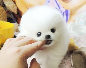 博美幼犬髋关节脱位怎么办？博美犬髋关节问题治疗方法有哪些？