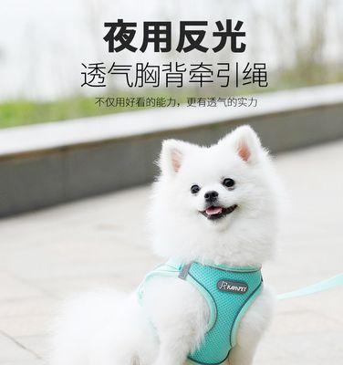 博美六个月小狗配狗可以吗？博美犬配种最佳时间是什么时候？