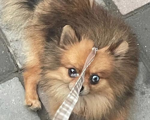 博美幼犬总玩屎怎么办？博美幼犬行为问题解决方法有哪些？