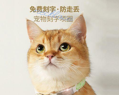 带证的猫丢了怎么办？寻找丢失猫咪的方法有哪些？