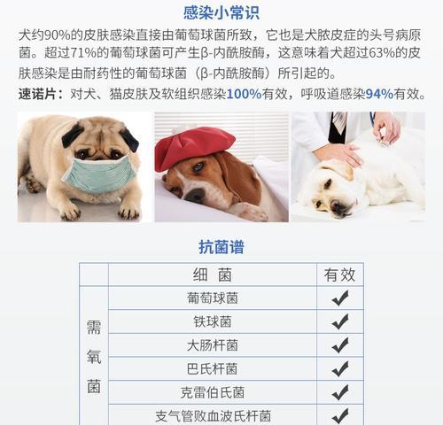 给猫咪吃一粒阿莫西林可以吗？猫咪吃阿莫西林有哪些注意事项？