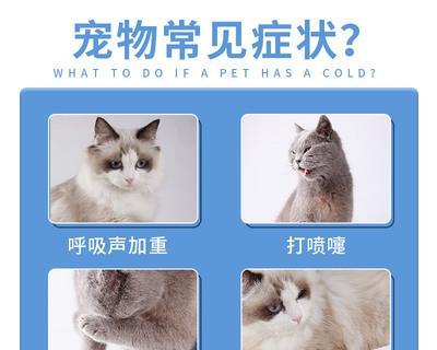 给猫咪吃一粒阿莫西林可以吗？猫咪吃阿莫西林有哪些注意事项？