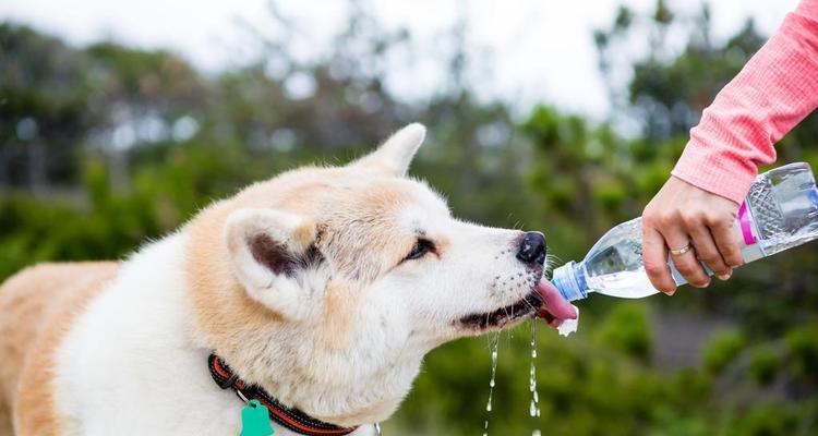 狗狗肠胃多大能好？狗狗肠胃问题的恢复时间有多长？