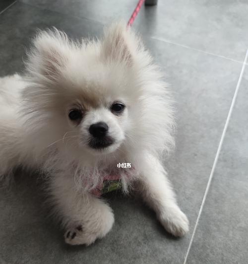 博美幼犬两个月大什么样？两个月大的博美幼犬有哪些特征？