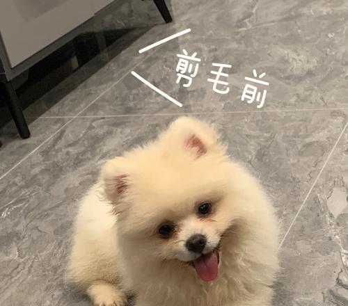 博美幼犬需要剪毛吗？博美幼犬剪毛的注意事项有哪些？