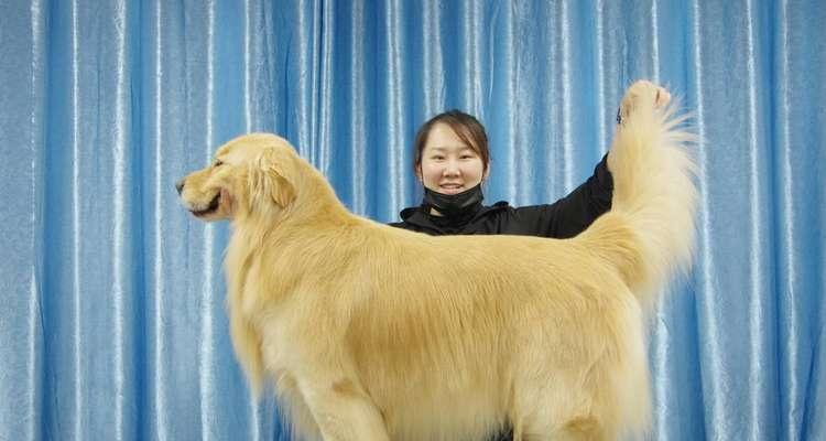 大型犬都有什么名字？大型犬的常见名字有哪些？