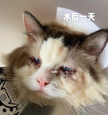 刚开眼的小猫怎么养？新生小猫开眼后的护理方法有哪些？