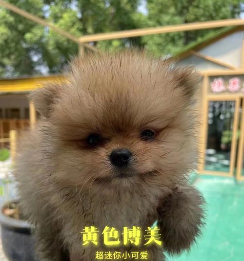 博美幼犬需要喂水吗？博美幼犬饮水的重要性是什么？