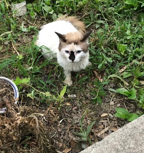 给流浪猫吃了狗粮怎么办？流浪猫吃狗粮的危害有哪些？