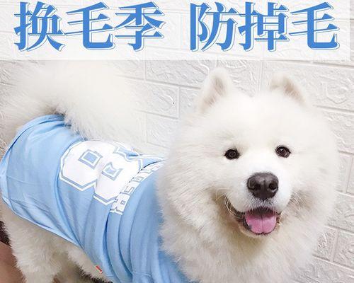 大型犬夏天洗澡多少次？大型犬夏季洗澡的频率是多少？