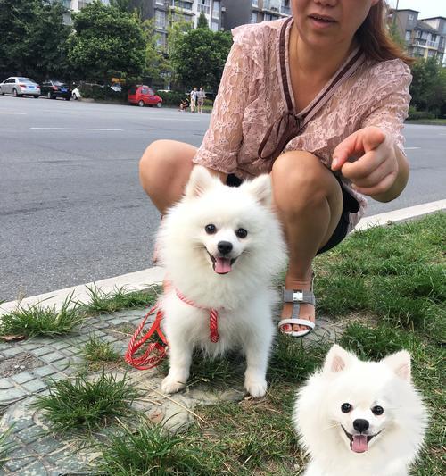 博美狗夏天能剪毛吗？博美犬夏季剪毛的利弊是什么？