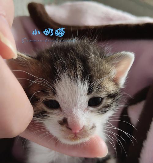 吃什么能让猫回奶？猫咪回奶的食物和方法有哪些？