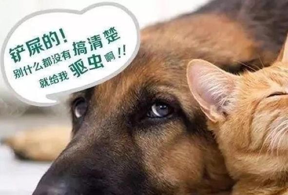 狗狗2个月拉虫子了怎么办？幼犬寄生虫感染的处理方法有哪些？