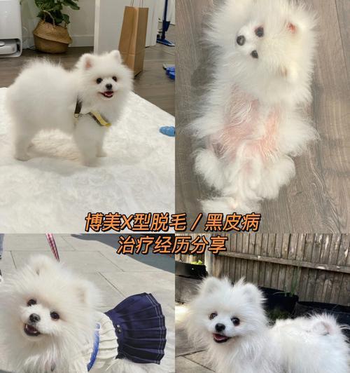 博美狗长大掉毛吗？博美犬掉毛的原因和解决方法是什么？