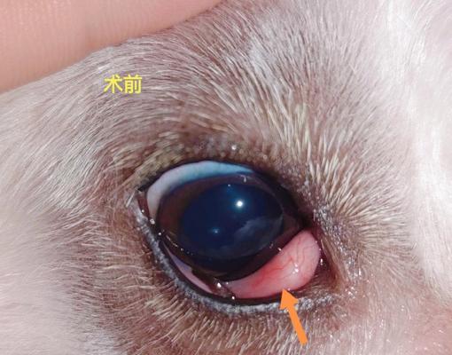 公犬尿道脱出怎么办？公犬尿道脱出的治疗方法有哪些？