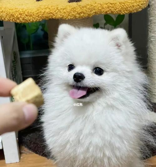 博美幼犬的喂食时间怎么安排？博美幼犬的喂食频率是多少？