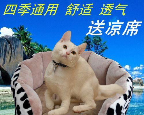 给小猫做猫窝用报纸好吗？猫咪猫窝的选择有哪些注意事项？