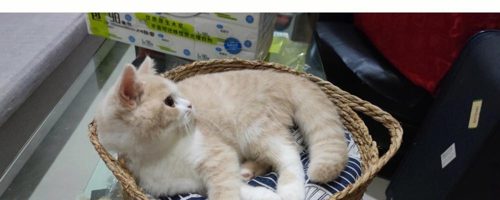 给小猫做猫窝用报纸好吗？猫咪猫窝的选择有哪些注意事项？