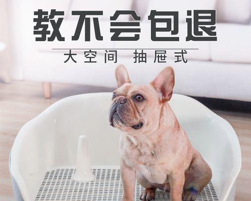 从几个月教狗狗？狗狗训练的最佳时间是什么时候？