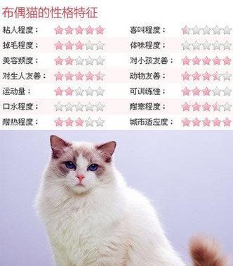 雌性布偶猫的体长和体重是多少？布偶猫的体型标准是什么？