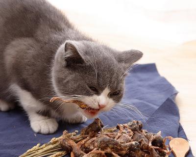 给猫咪吃零食好吗？猫咪吃零食的利弊是什么？