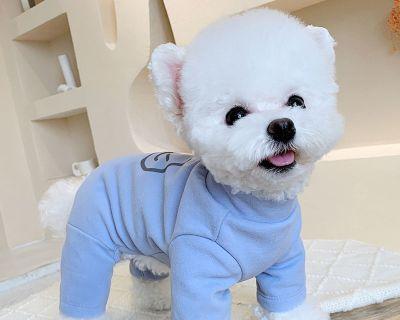 博美狗狗的衣服怎么钩？博美犬服装钩织的方法有哪些？