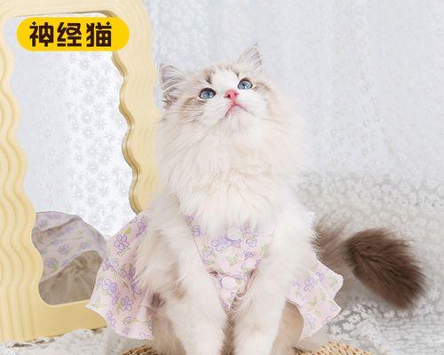 带猫出门准备什么东西？猫咪外出携带物品有哪些？