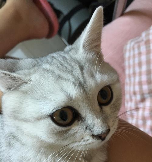 刚生的小猫嗓子里有声音怎么办？新生小猫喉咙异常的原因是什么？