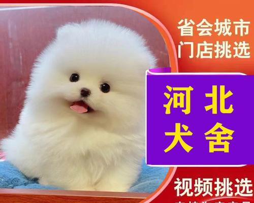 博美幼犬多少断奶？博美幼犬断奶的最佳时间是什么时候？