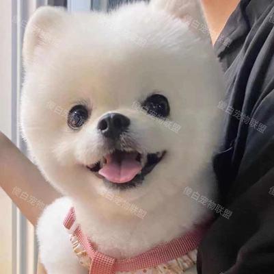 博美生小狗有什么征兆？博美犬怀孕分娩前的表现有哪些？