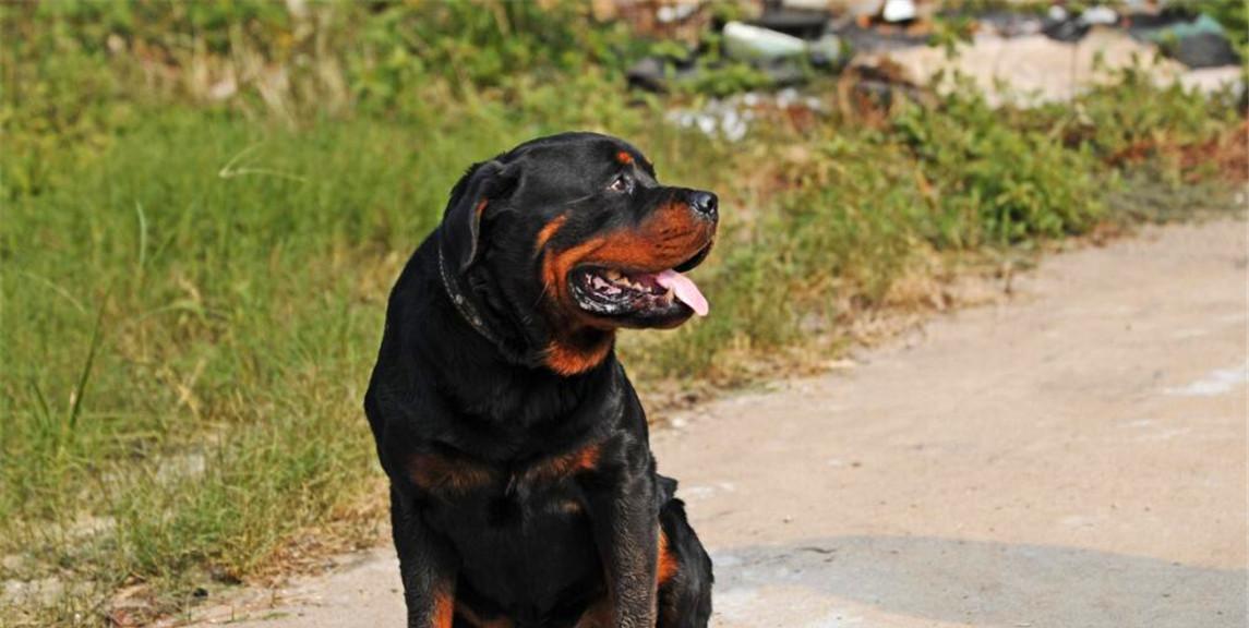 成年罗威纳犬一吃多少狗粮？成年罗威纳犬的食量标准是多少？