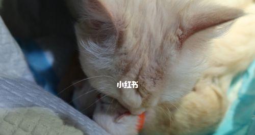 刚出生小猫摔了怎么办？新生小猫受伤后的处理方法有哪些？