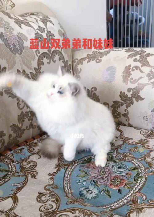 电动厕所适合布偶猫吗？布偶猫使用电动厕所的注意事项是什么？