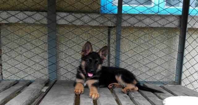 冬天黑背幼犬怎么养？冬季黑背幼犬的饲养要点有哪些？