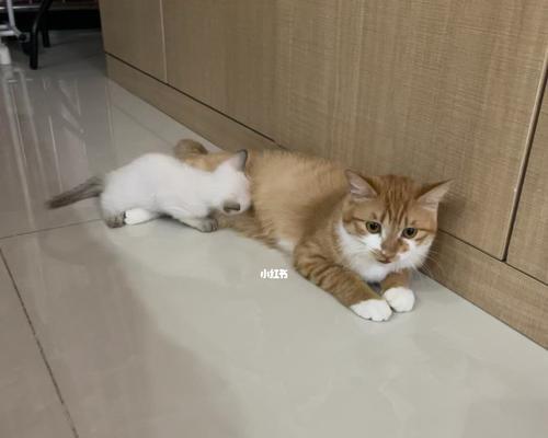 刚出生小猫喝什么奶？新生猫咪的奶类选择有哪些？