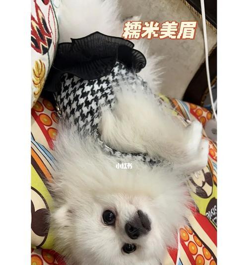 博美狗粮怎么做？博美犬自制狗粮的方法有哪些？