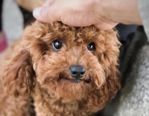 公泰迪犬名字大全有哪些推荐？公泰迪犬名字的选择有哪些？