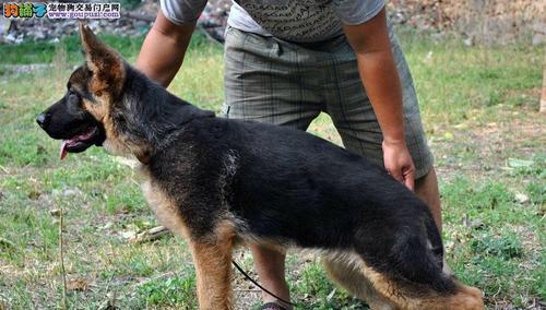 德国牧羊犬什么时候打疫苗？德牧犬疫苗接种的时间安排是什么？