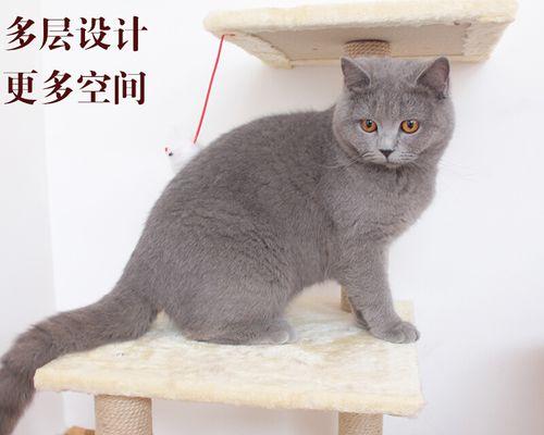 给宠物猫抓出血怎么办？猫咪抓伤出血的处理方法有哪些？