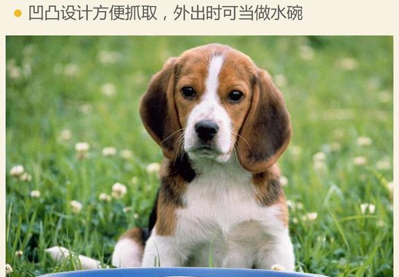 大型犬月经吃什么？大型犬生理期的饮食安排有哪些？